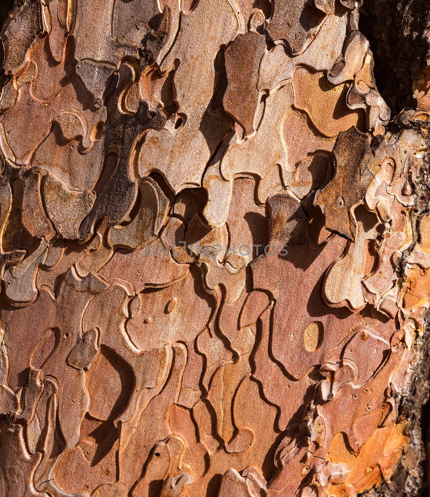 Pine tree trunk bark detail in Grand Canyon Arizona by lunamarina