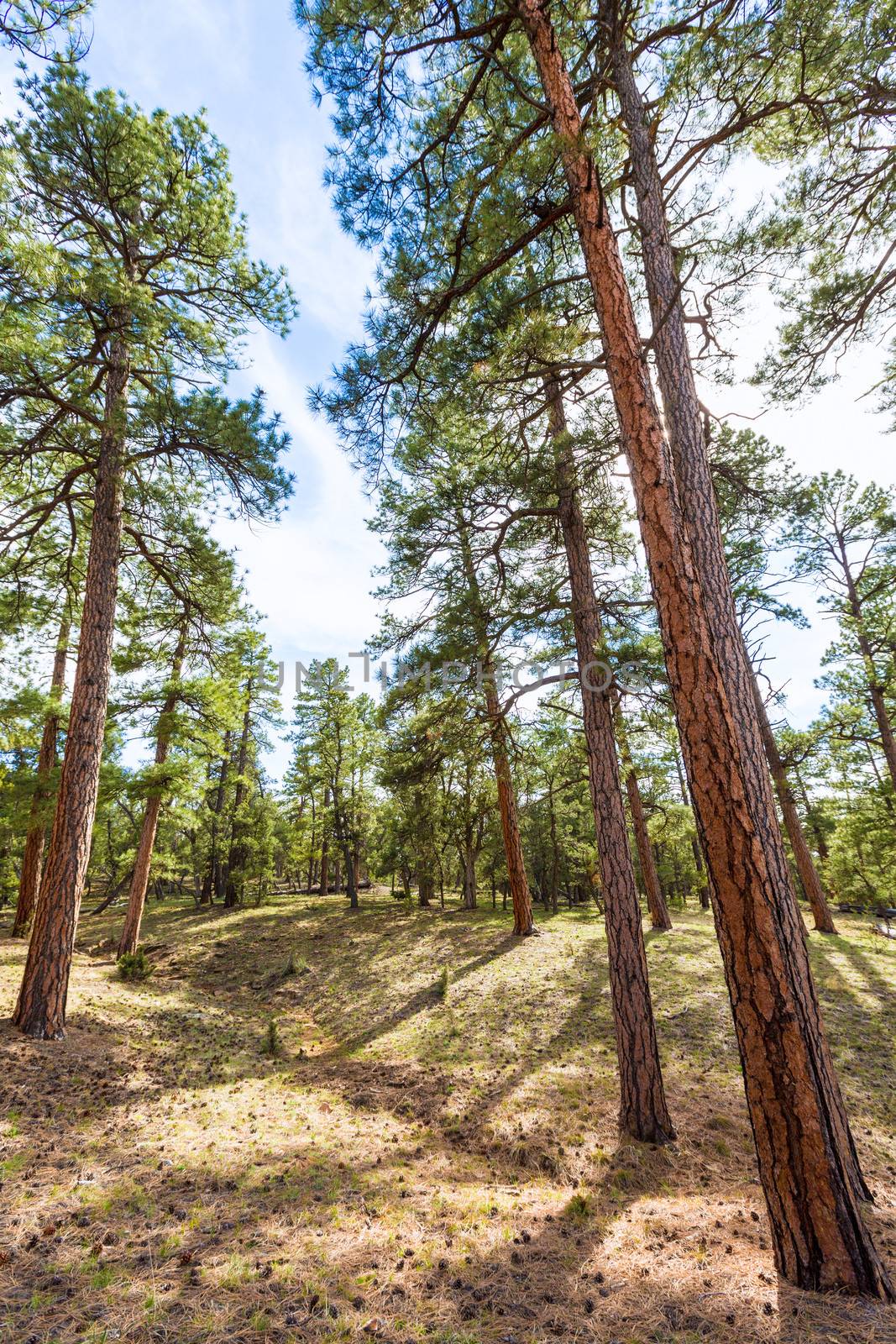 Pine tree forest in Grand Canyon Arizona by lunamarina