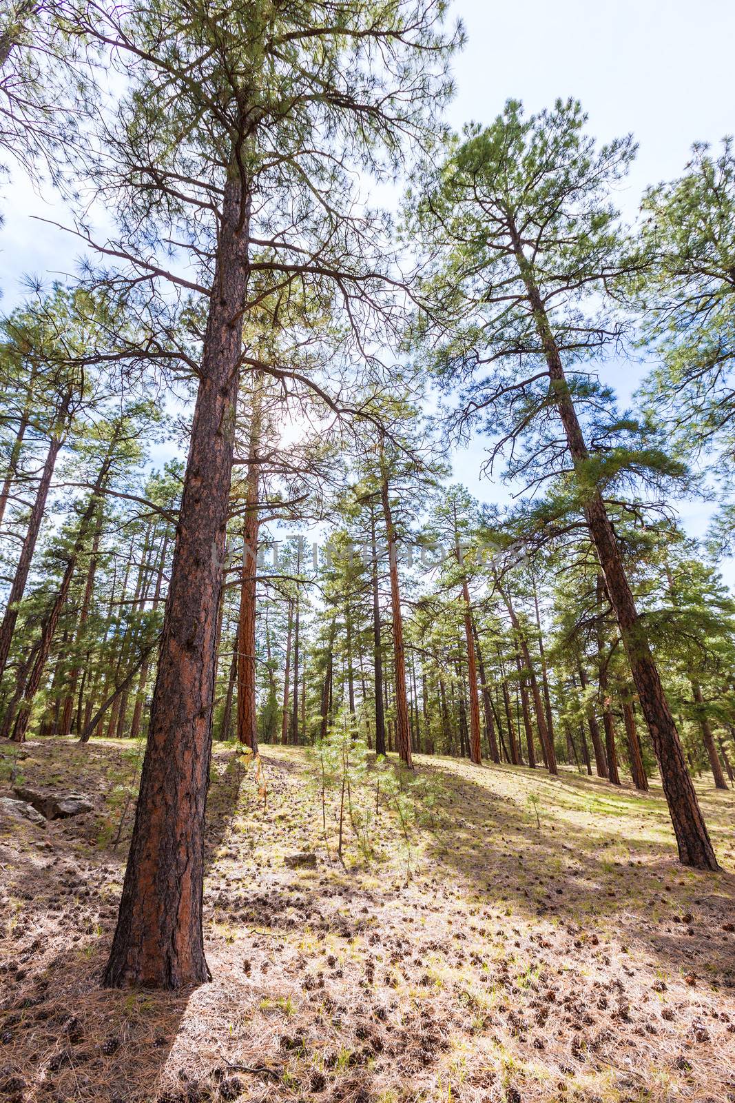 Pine tree forest in Grand Canyon Arizona by lunamarina