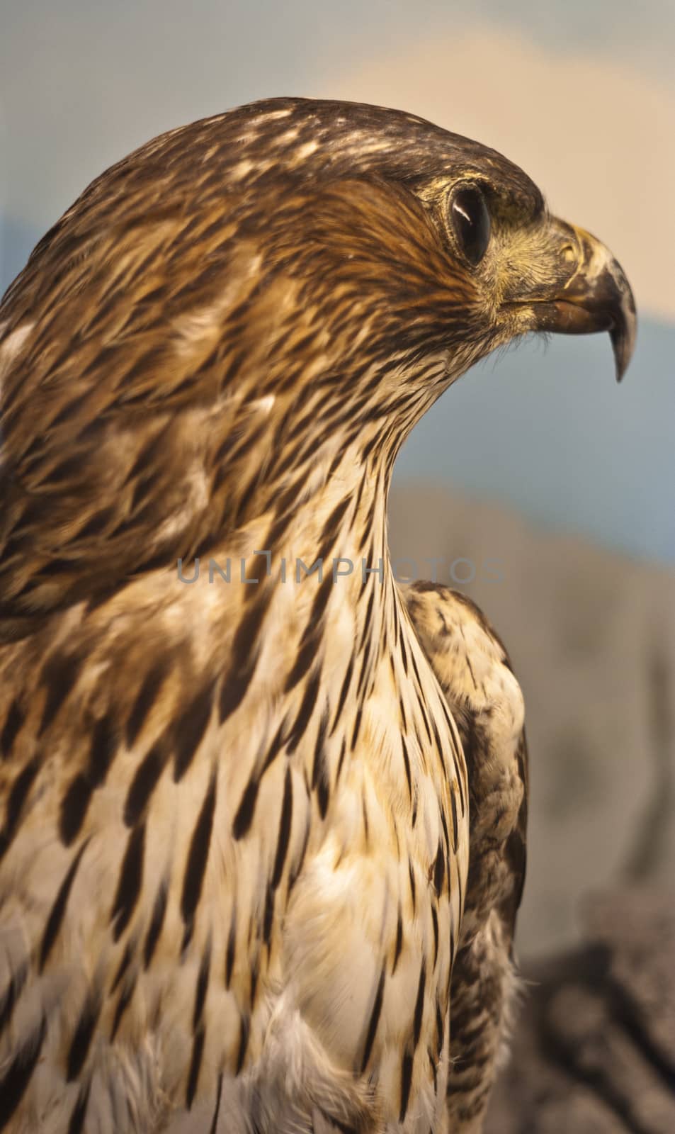 portrait eagle by gandolfocannatella