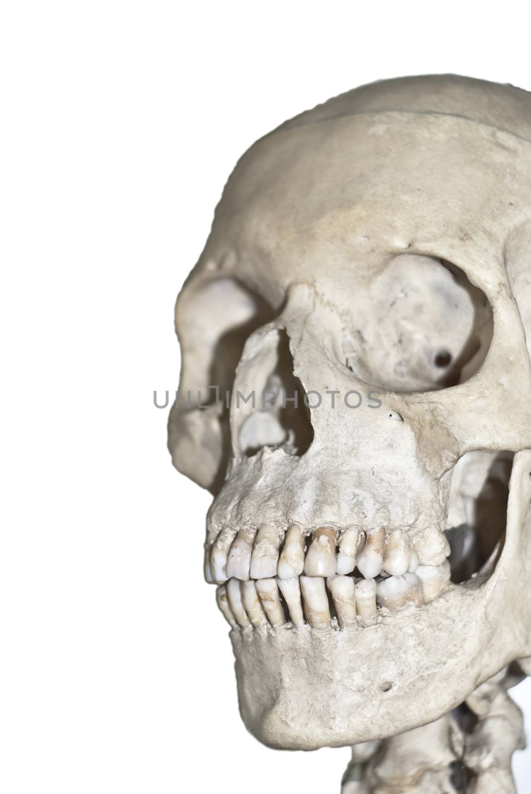 Human skull  isolated  by gandolfocannatella