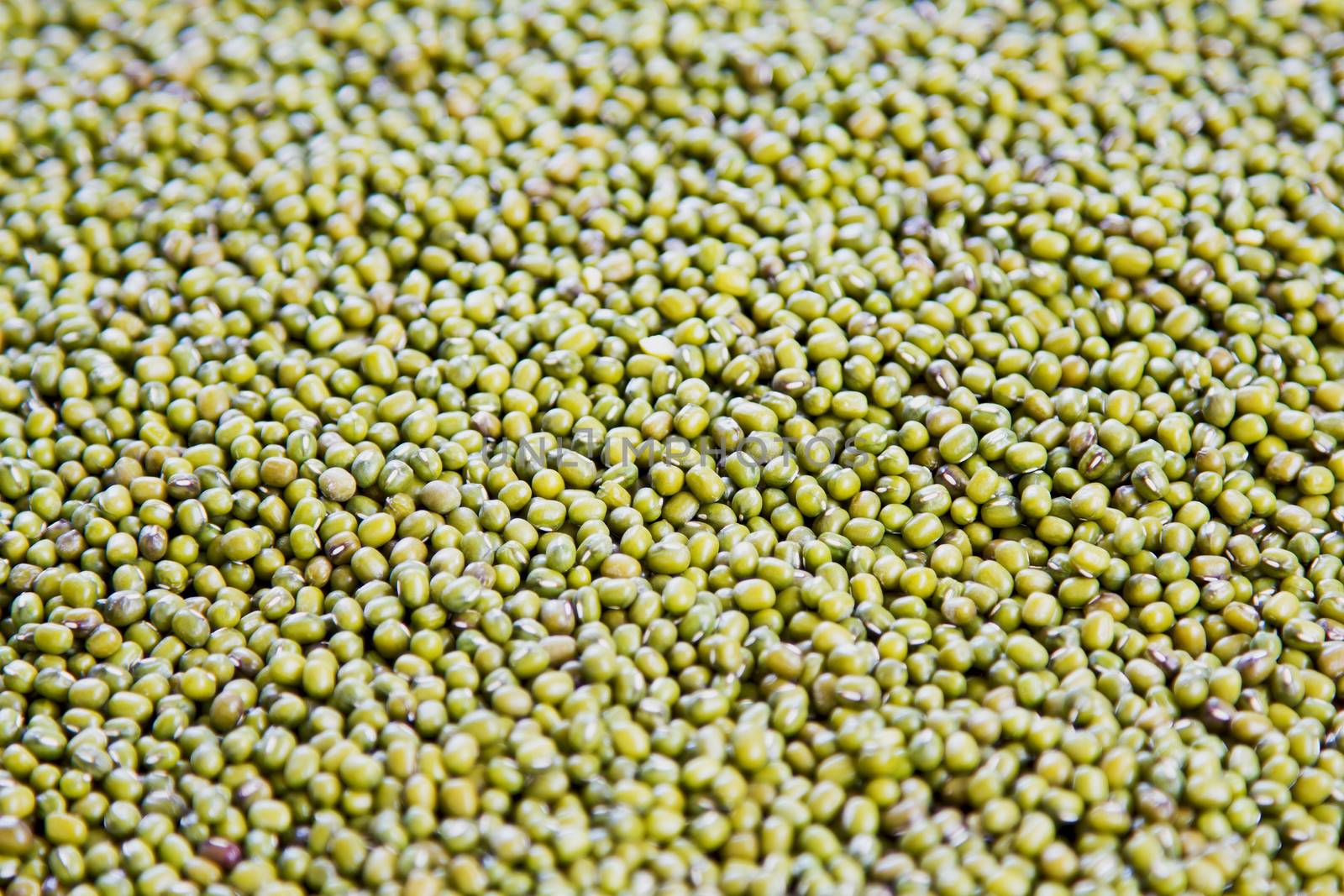 Mung Bean also knonws as Green gram or Golden gram