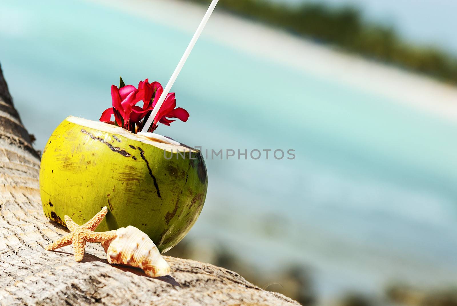 coconuts on the beach by ventdusud