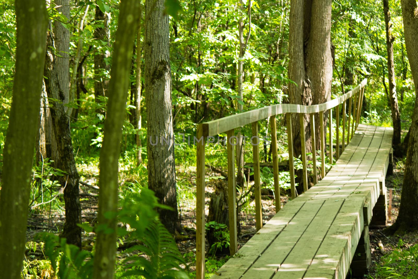 Wooden bridge on a hiking trail in the forest