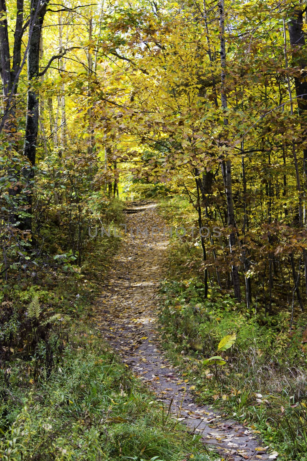 Trail in the forest by bigjohn36