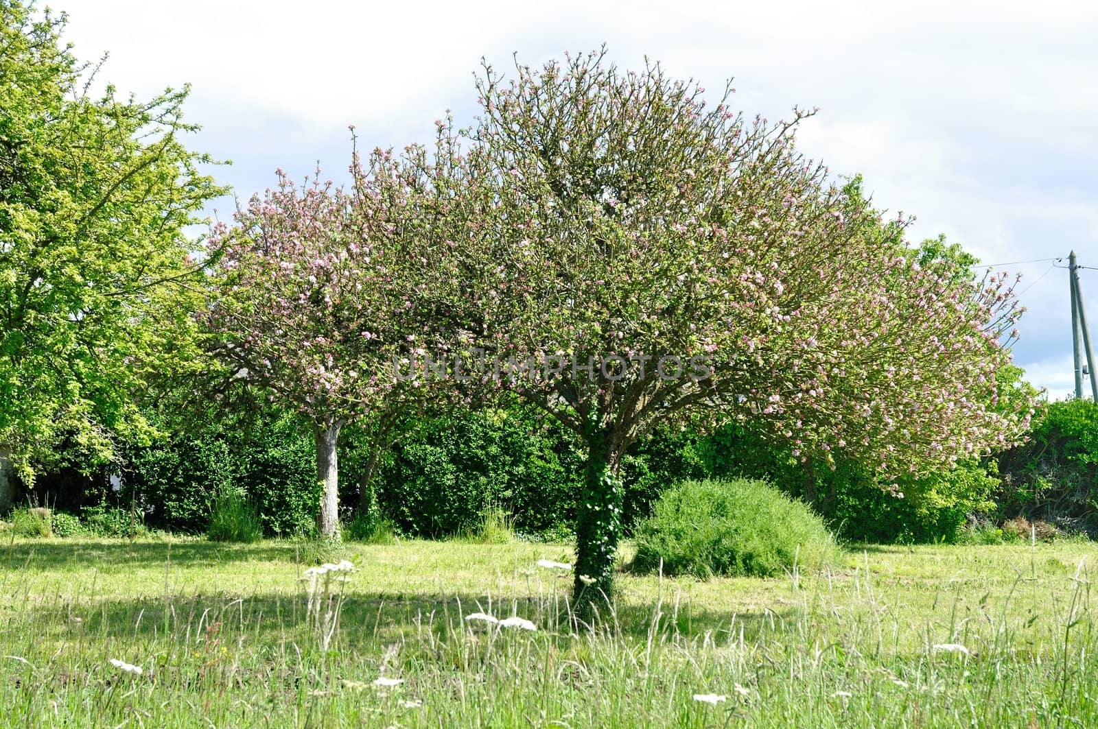 Tree in a field 
