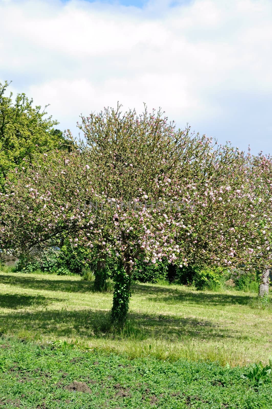 Tree in a field 