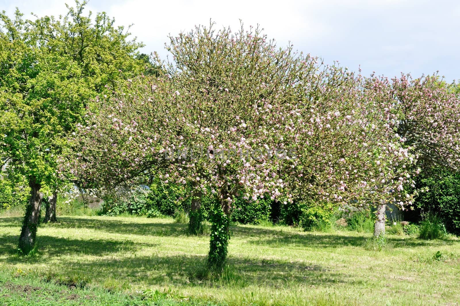 Tree in a field 