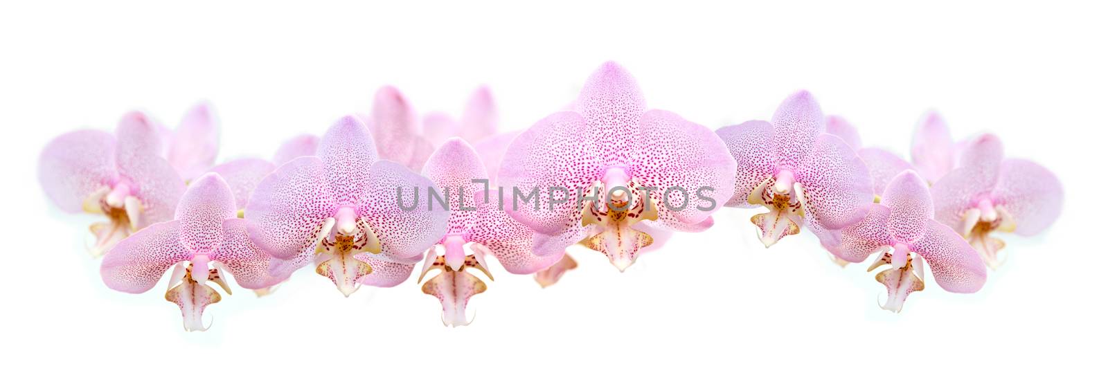 Beautiful garland made from lot of pink orchid flowers