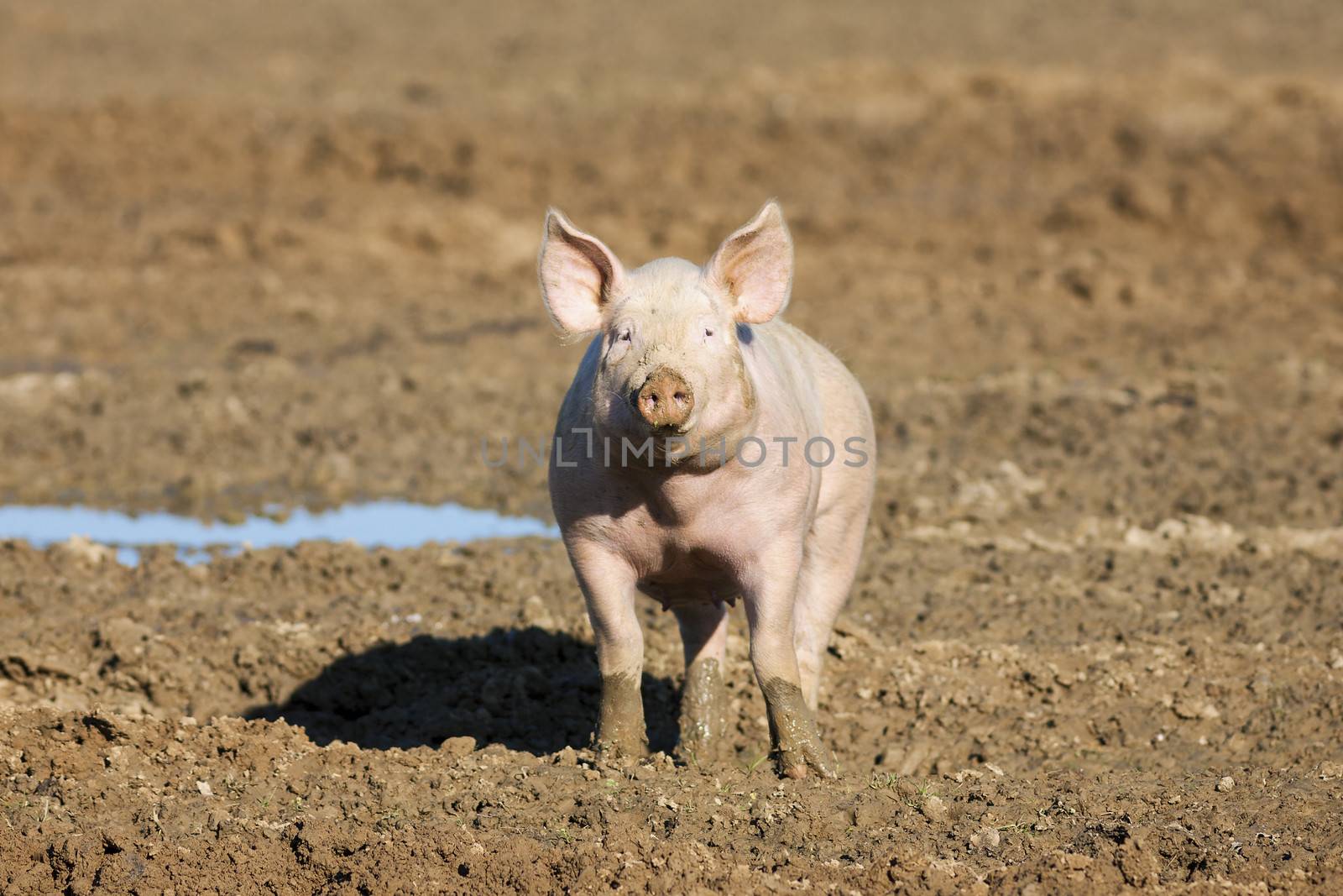 pig on the farm 