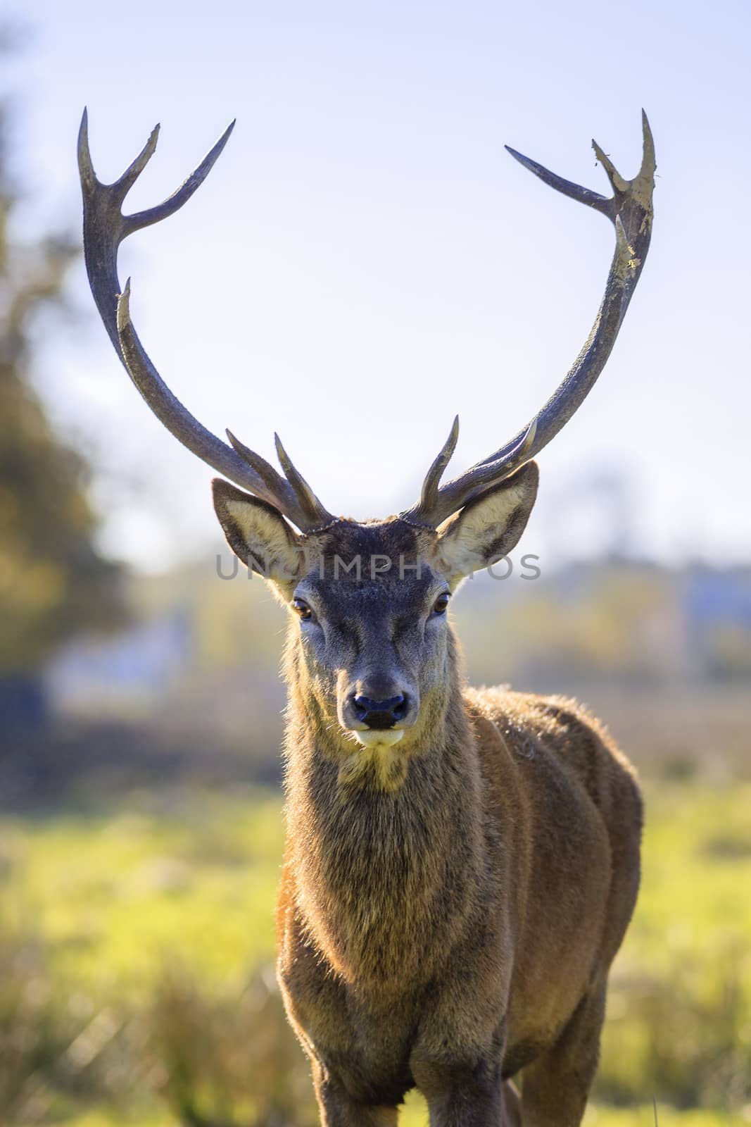 majestic powerful adult red deer by vwalakte