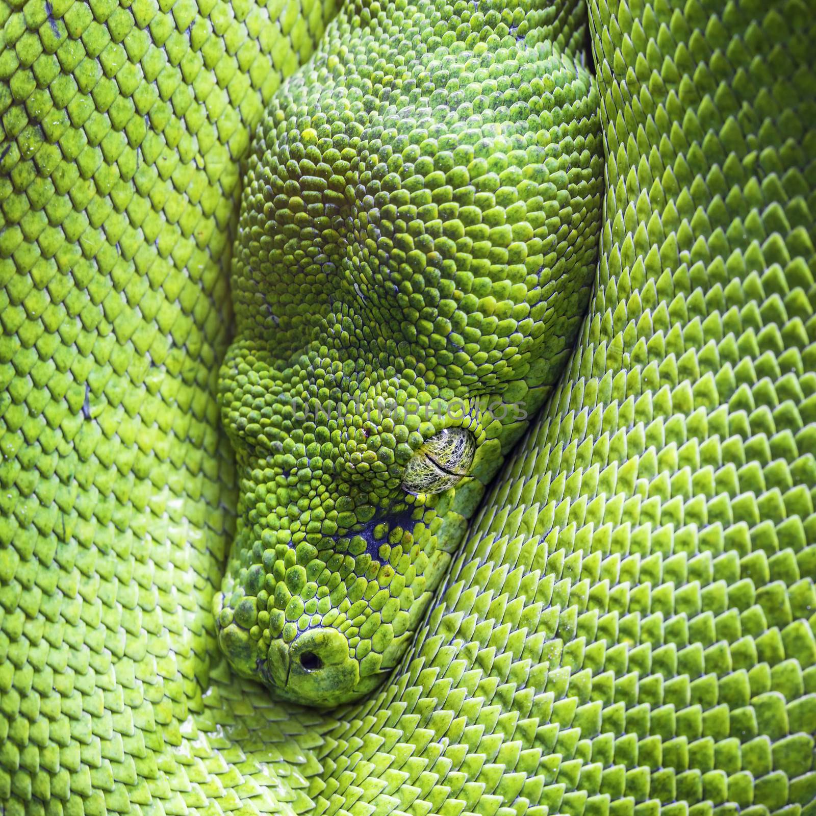 Eye of green tree python