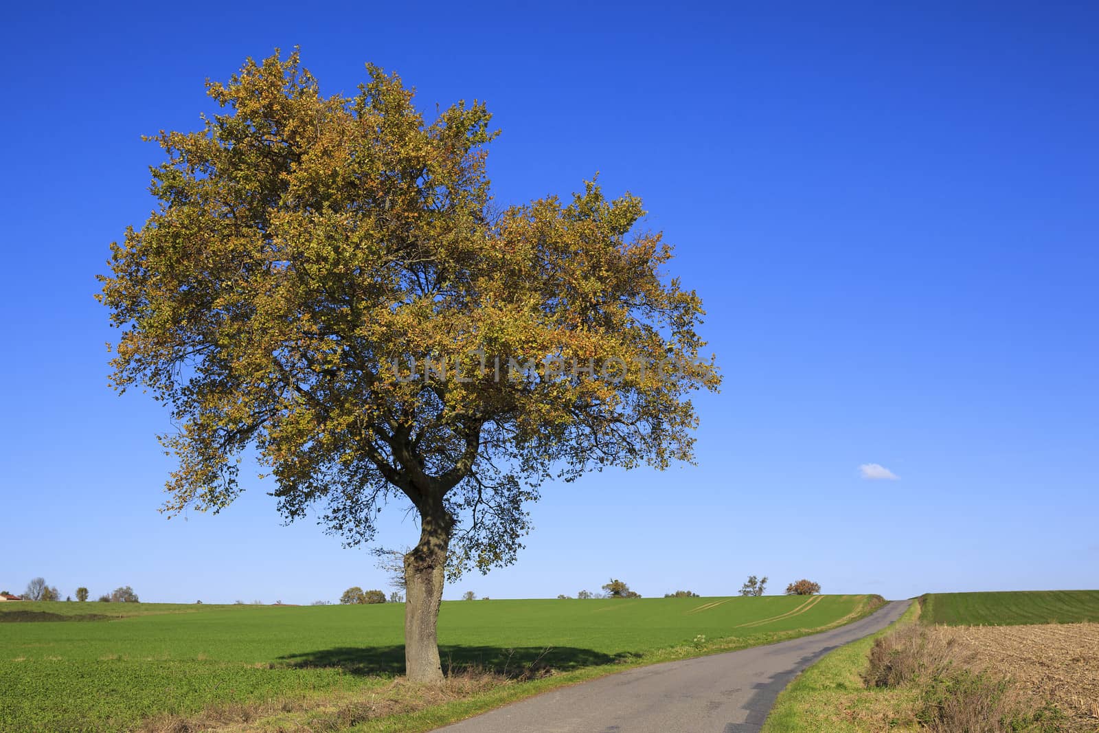 view of road with tree on a sunny day in autumn
