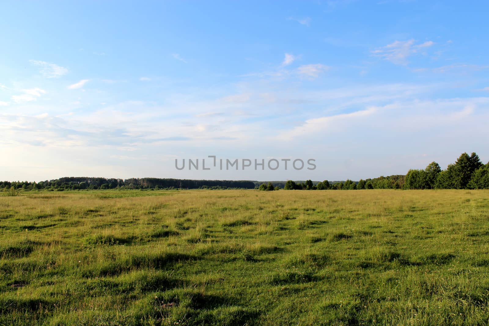 field, sky and forest on the background