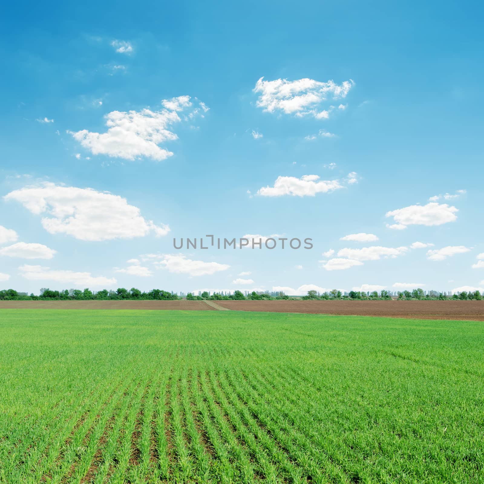 light clouds over green agriculture field