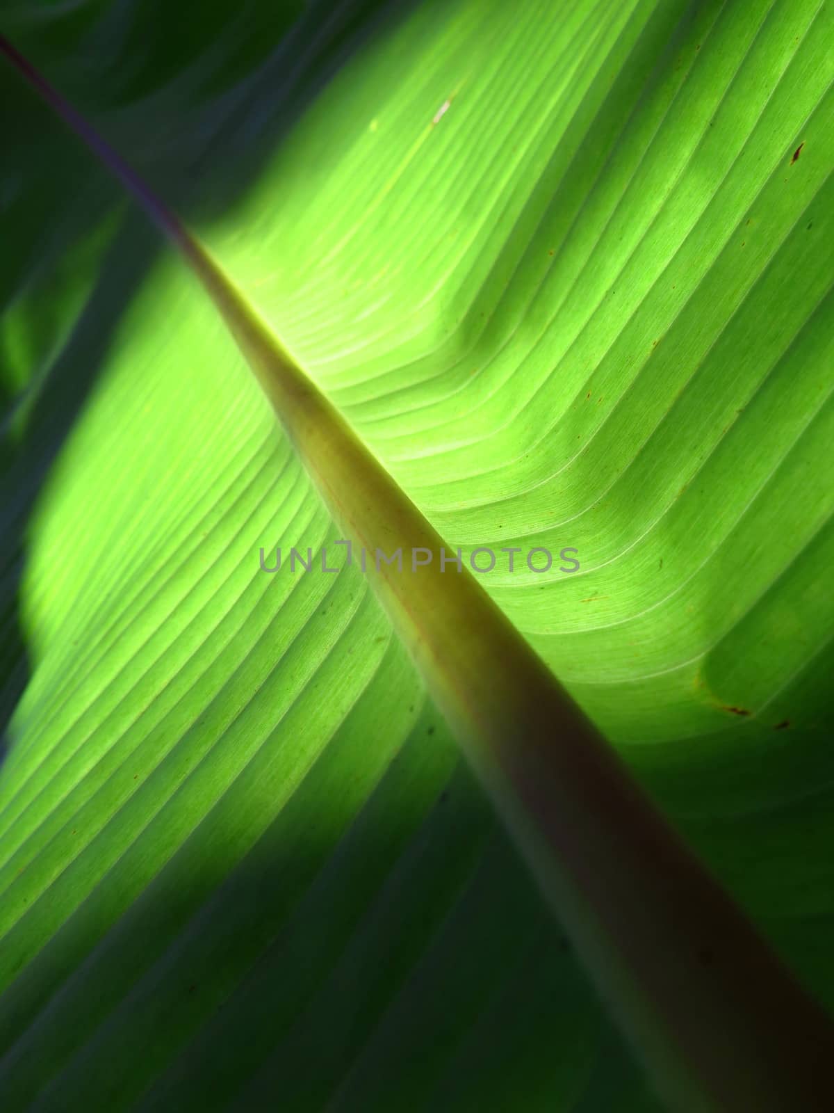 An abstract view of sunlight falling on the center part of a huge banana leaf in the Indian tropical forest.          