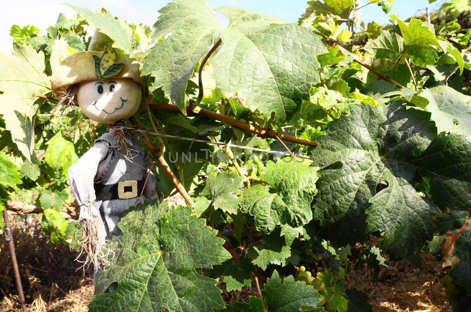 One Small Funny Scarecrow on a Green Vineyard