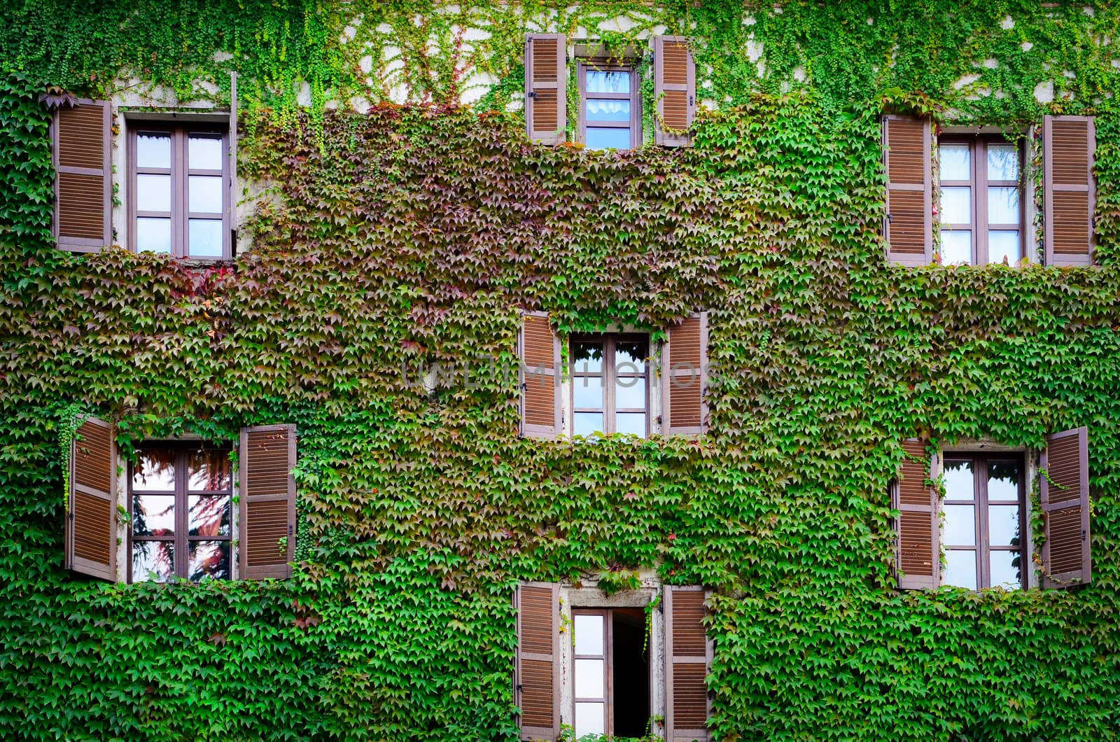 Building wall and windows covered with ivy and vine in green color