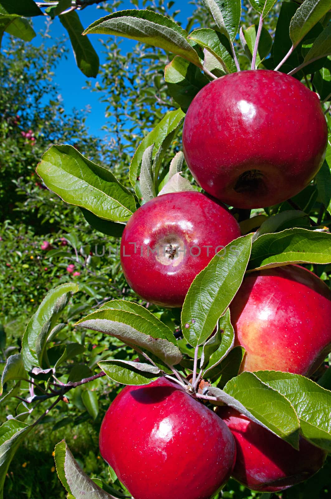 Courtland Apples fresh on the tree