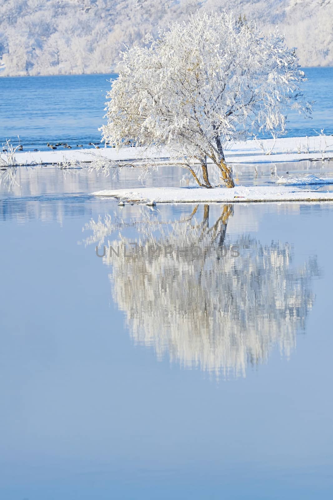 frosty tree in the water mirror
