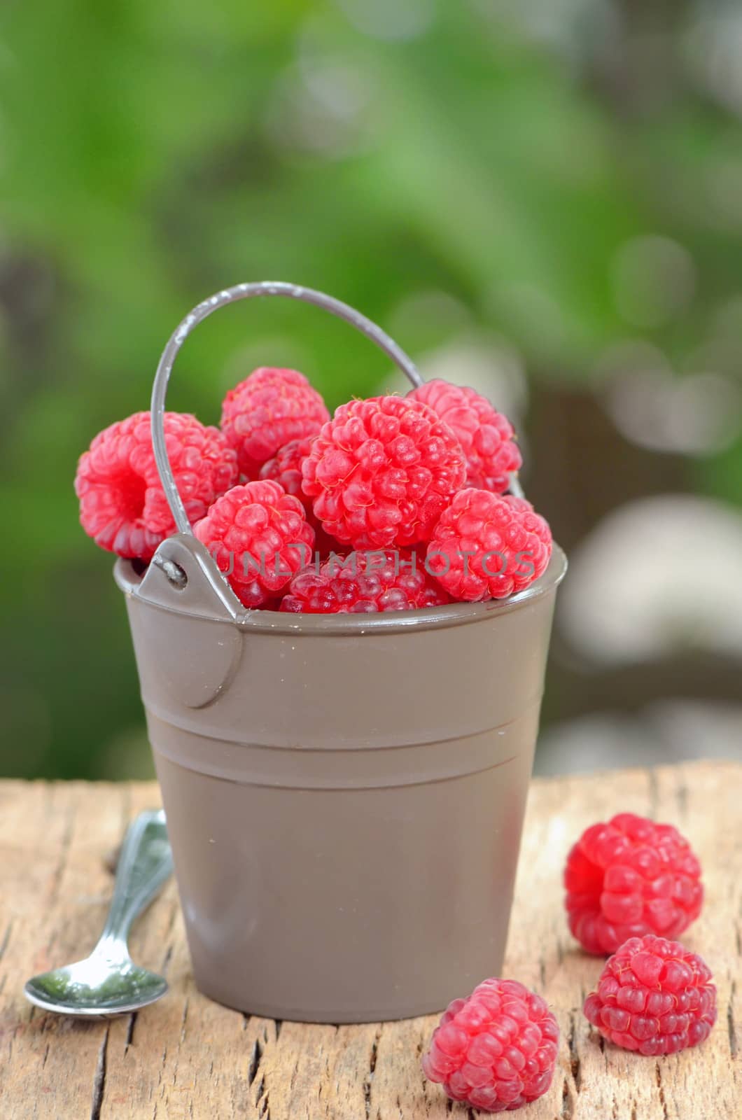 raspberry on old wood shoot in studio