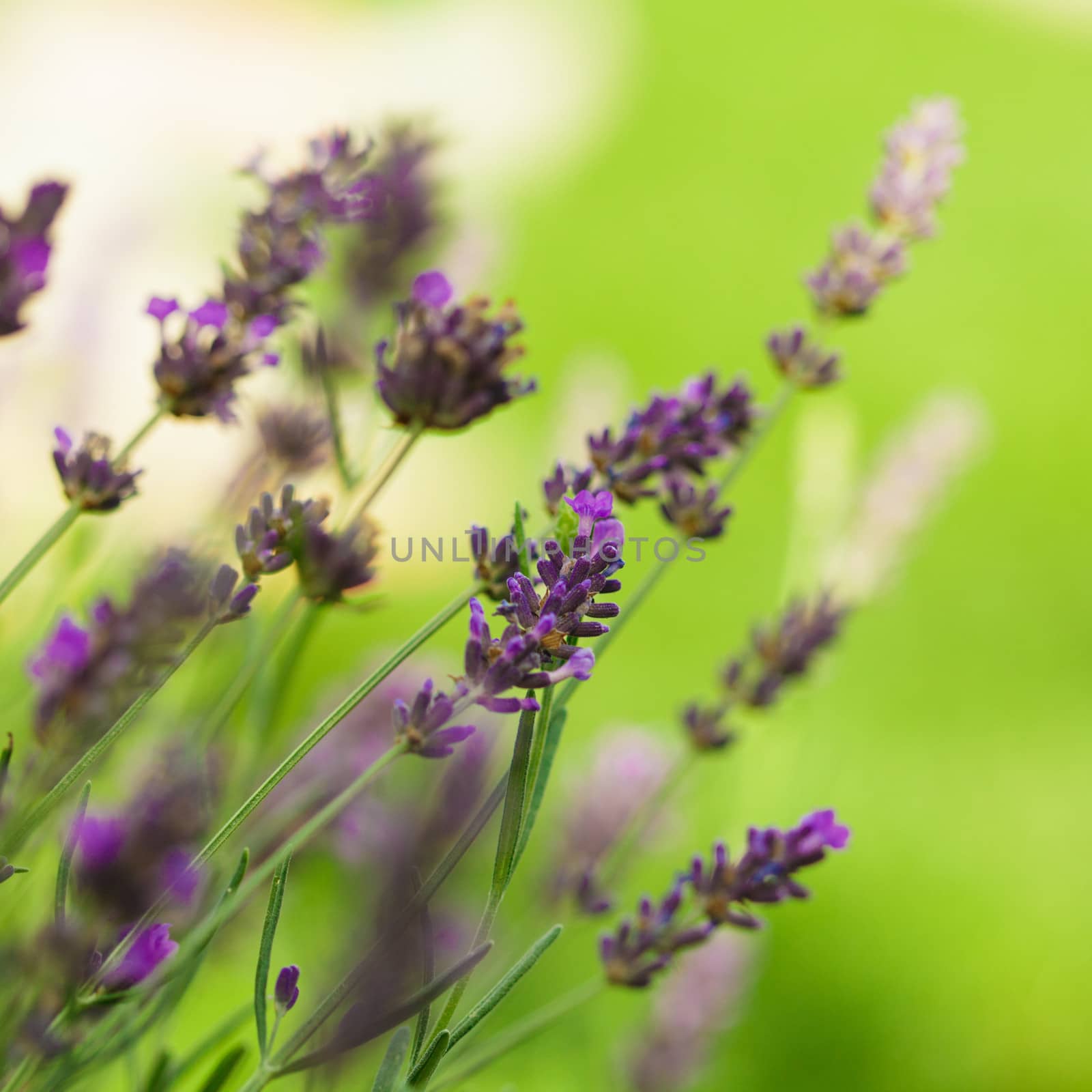 Field of lavender flower closeup on blurred background