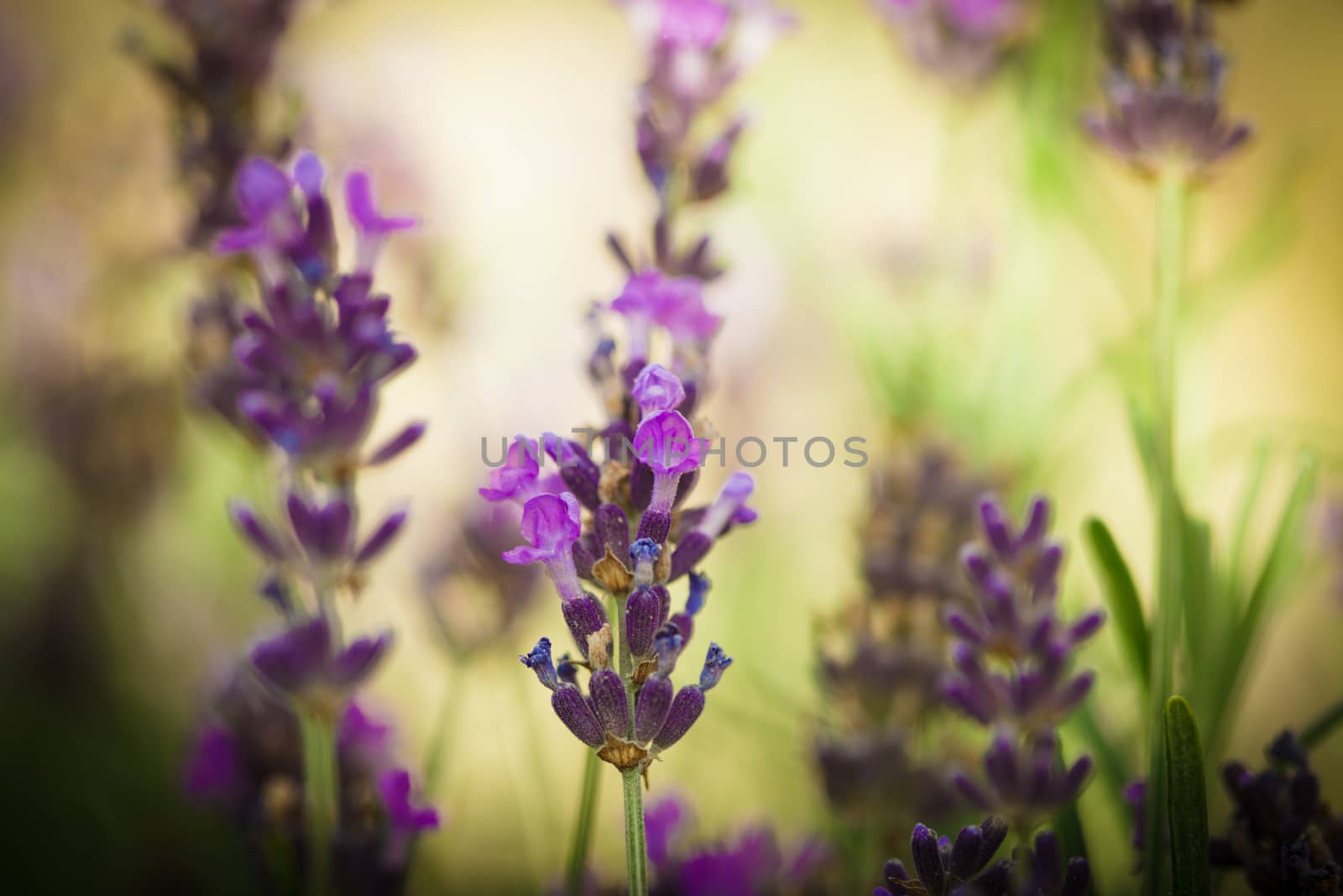 Field of lavender flower closeup on blurred background