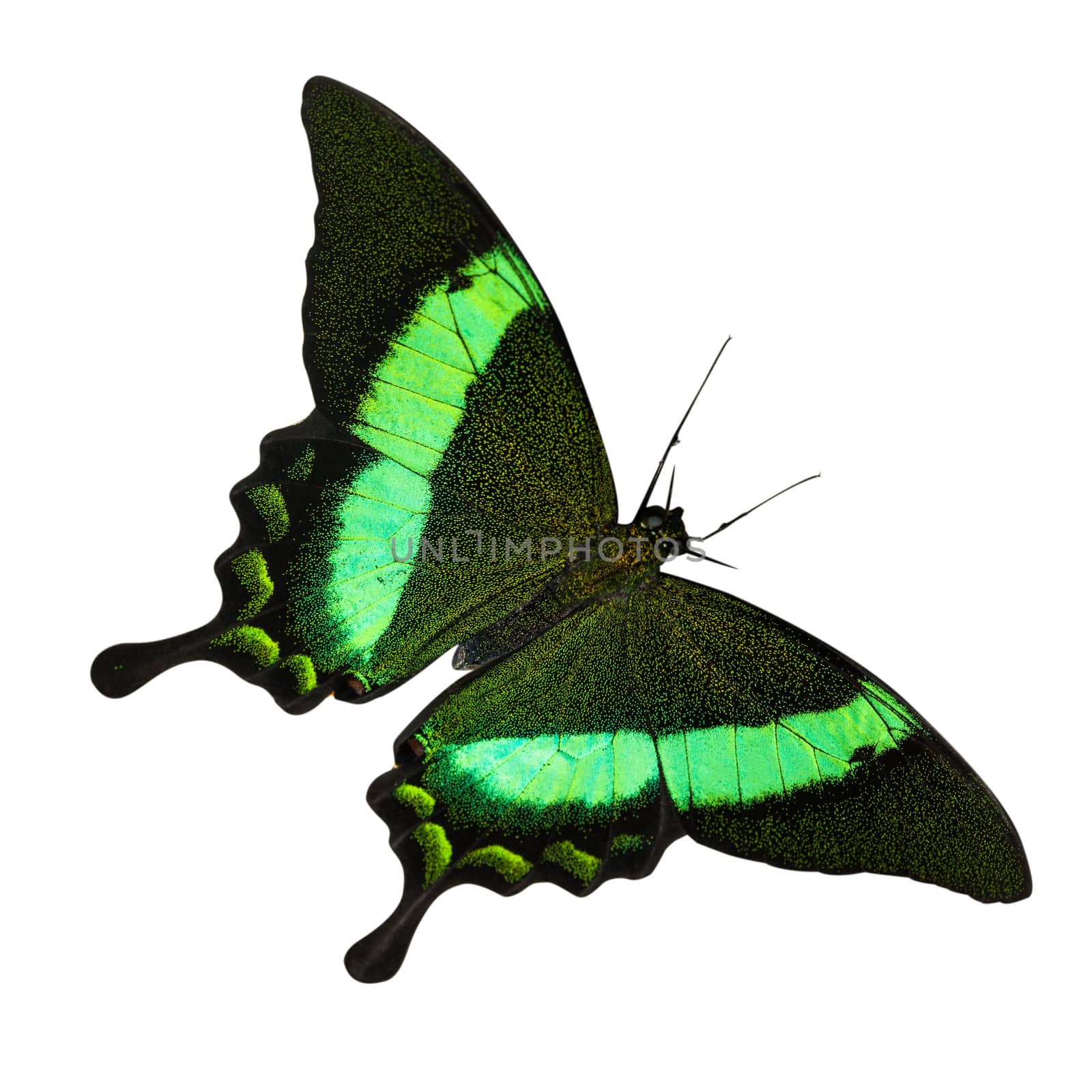 Tropical green Swallowtail - butterfly isolated on white background