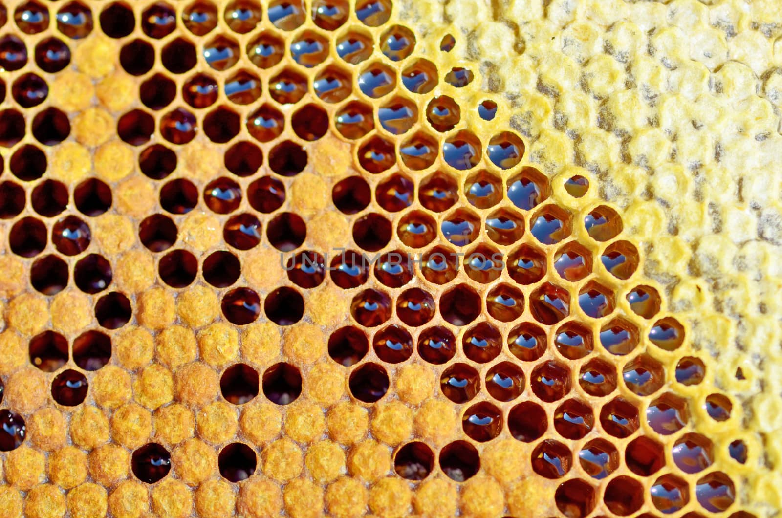 honey in honeycomb closeup