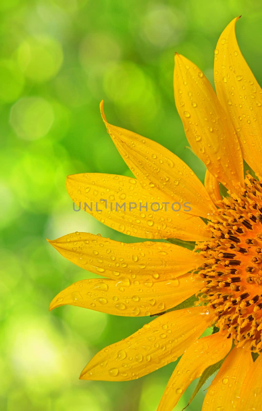 sunflower macro on natural background