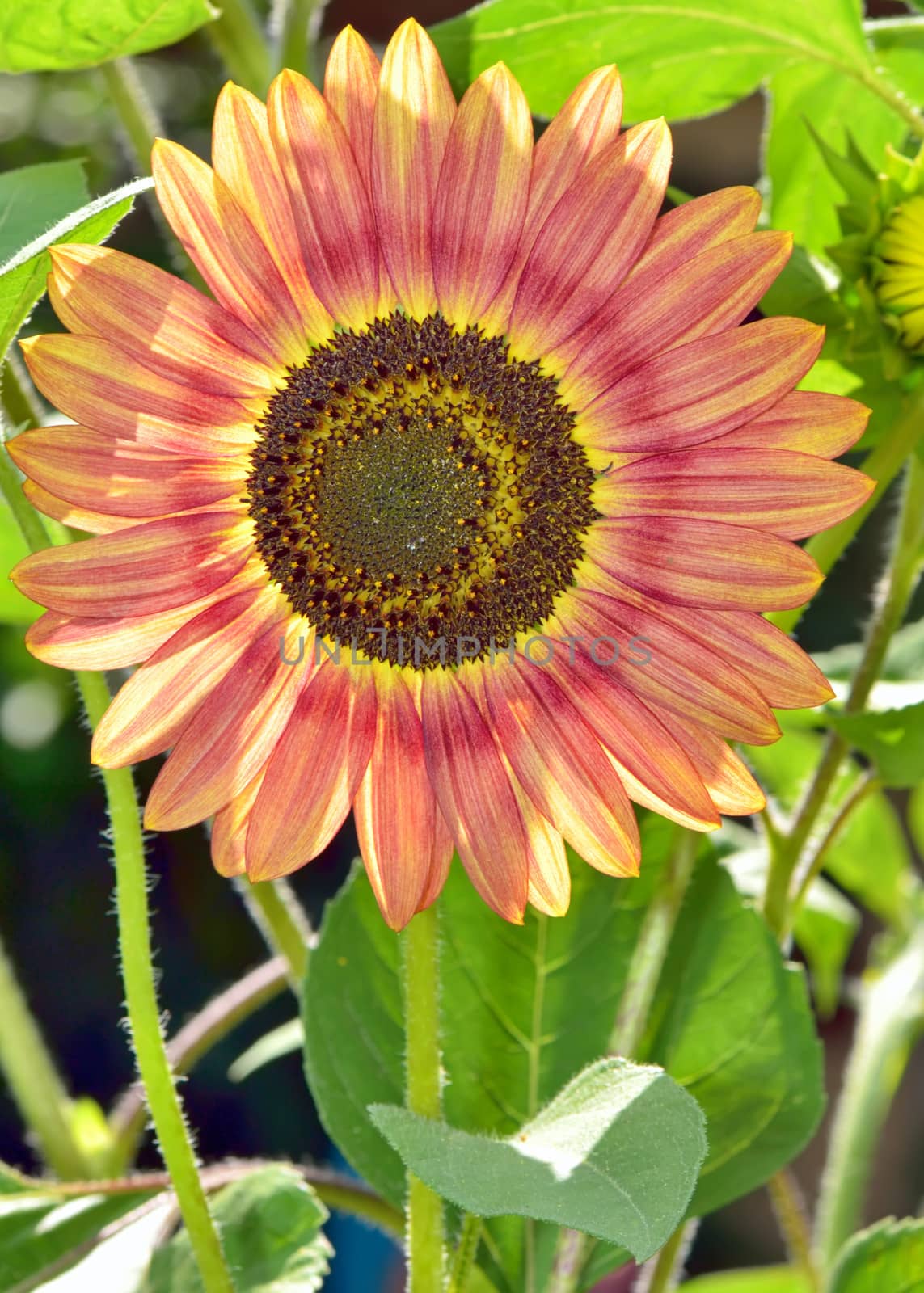 Red sunflower shoot in garden