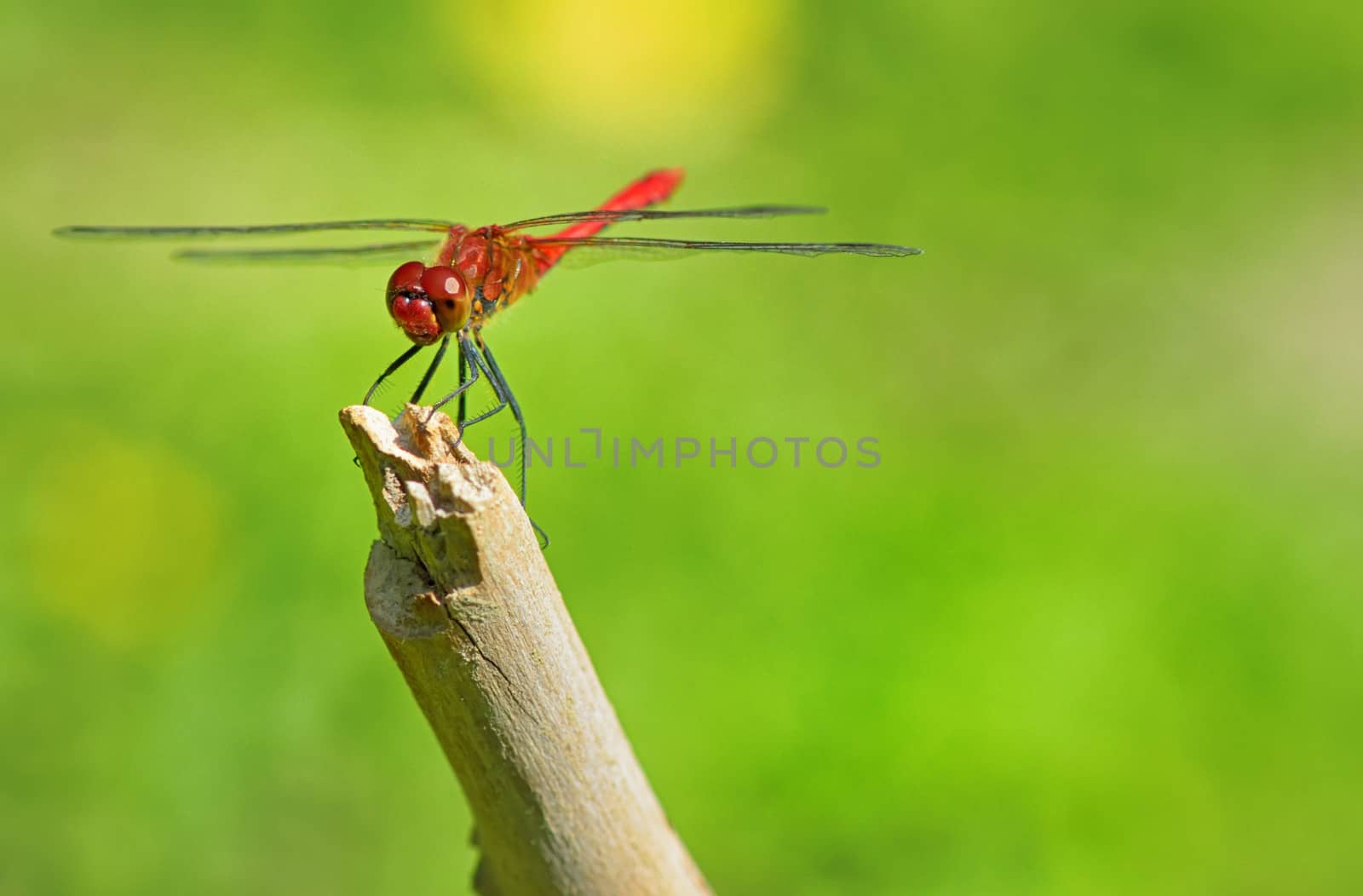 red dragonfly sitting on a branch on natural background