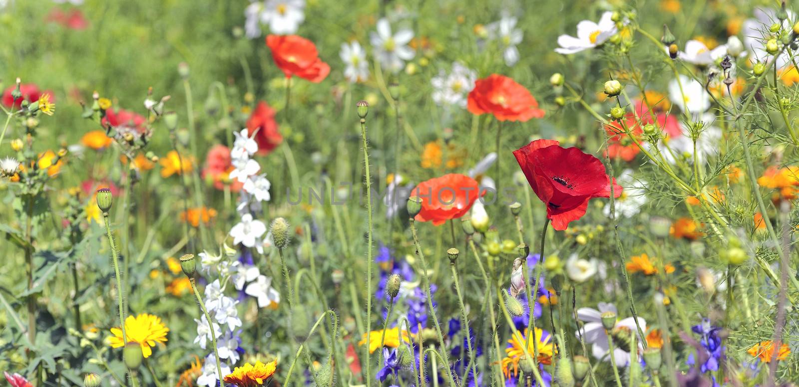 summer flowers on filed by mady70