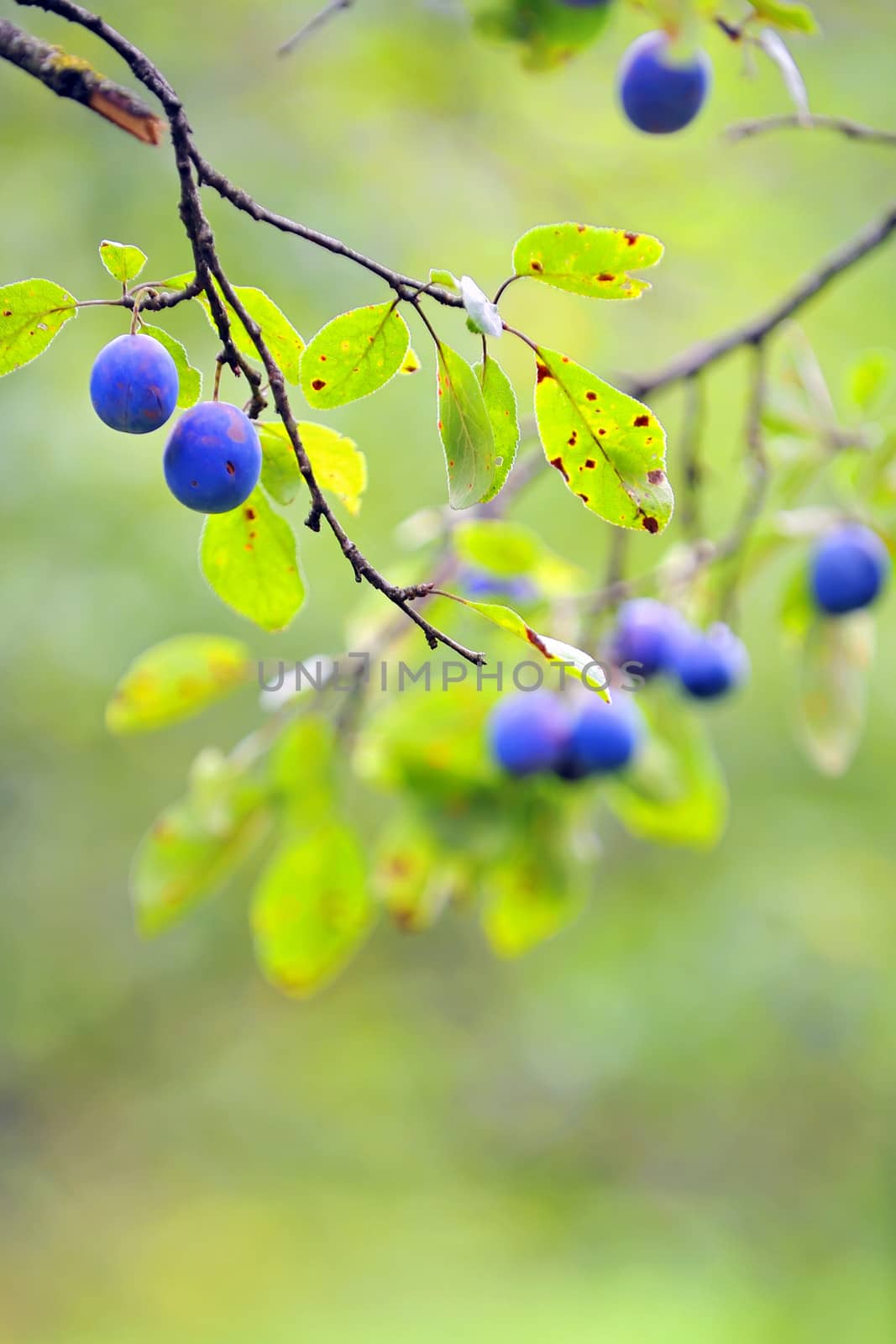 Ripe plums on the tree in natural background