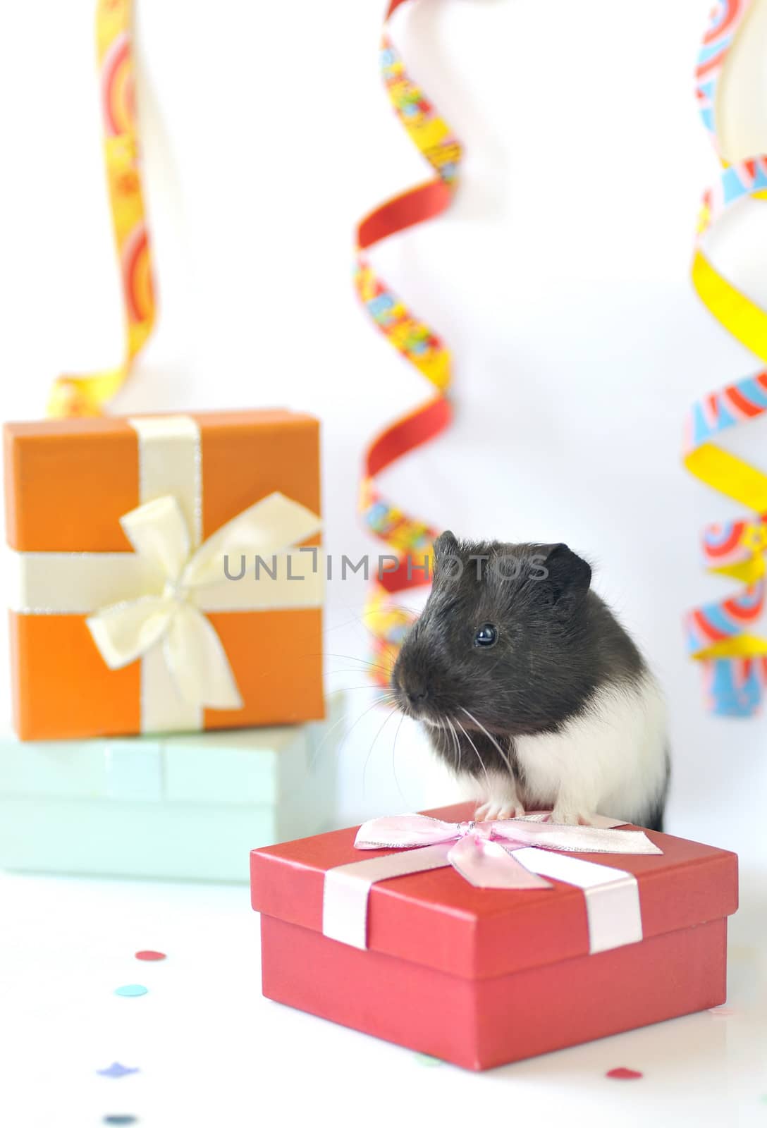 guinea pig and gifts shoot in studio