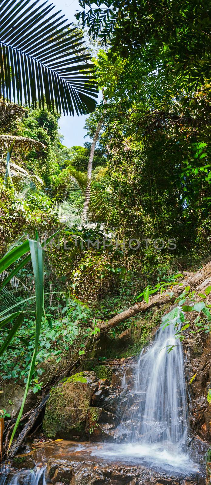 tropical jungles of South East Asia by oleg_zhukov
