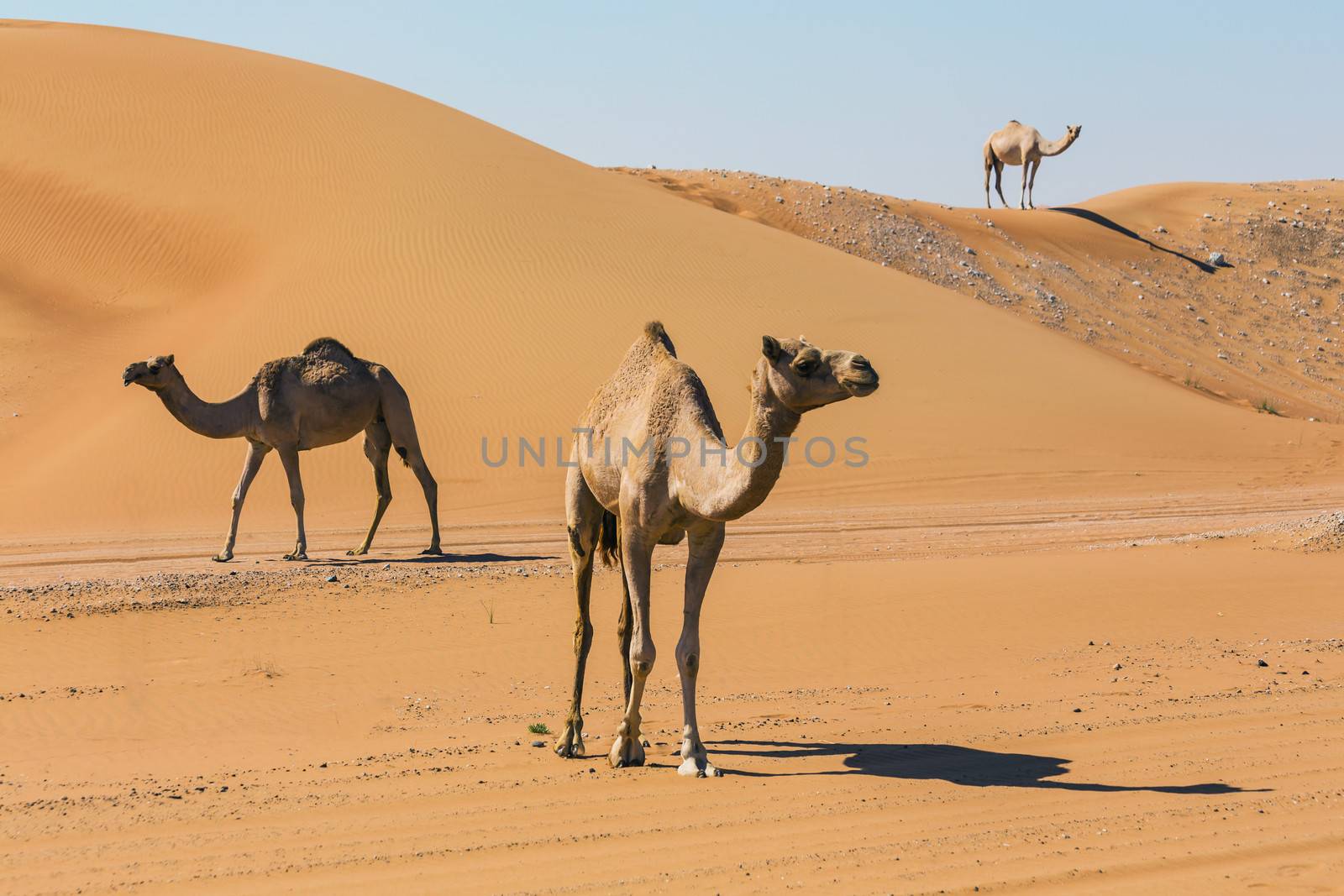 Desert landscape with camel. Sand, camel and blue sky with clouds. Travel adventure background.