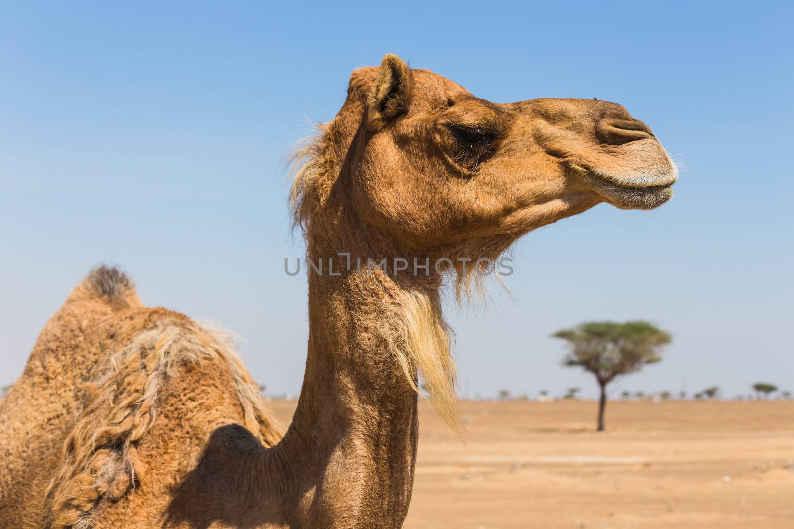 Desert landscape with camel. Sand, camel and blue sky with clouds. Travel adventure background.