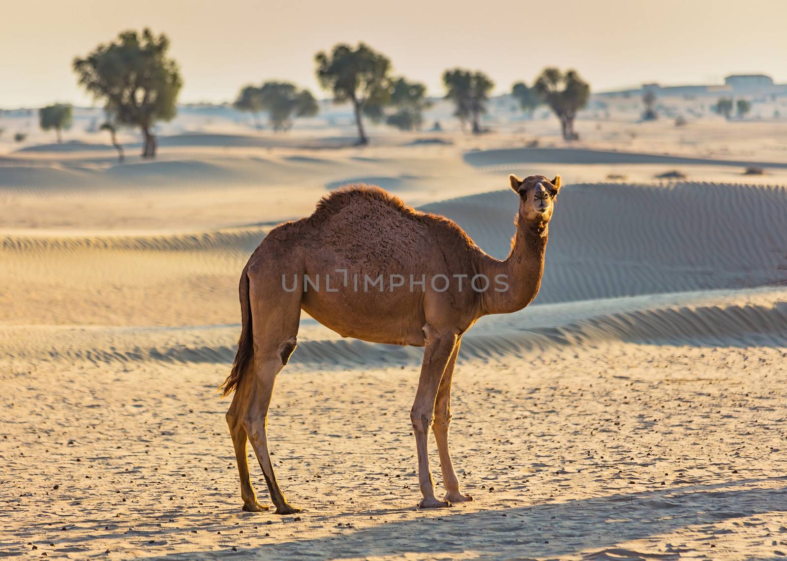 Desert landscape with camel. Sand, camel and blue sky with clouds. Travel adventure background.