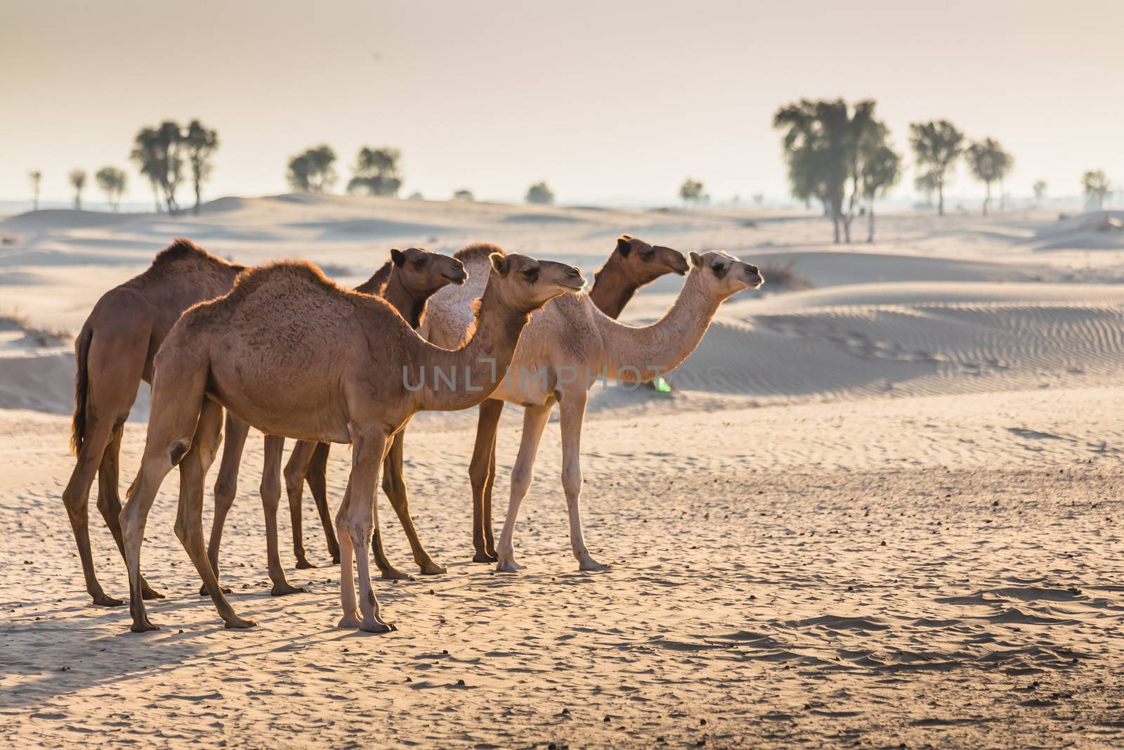 Desert landscape with camel. Sand, camel and blue sky with clouds. Travel adventure background.