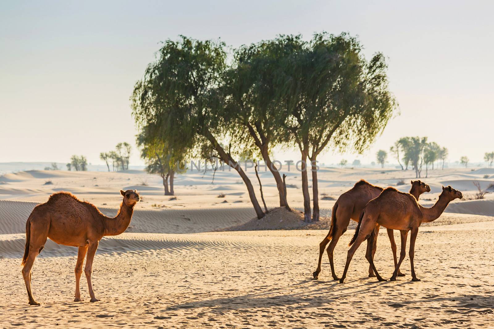 Desert landscape with camel. Sand, camel and blue sky with clouds. Travel adventure background.