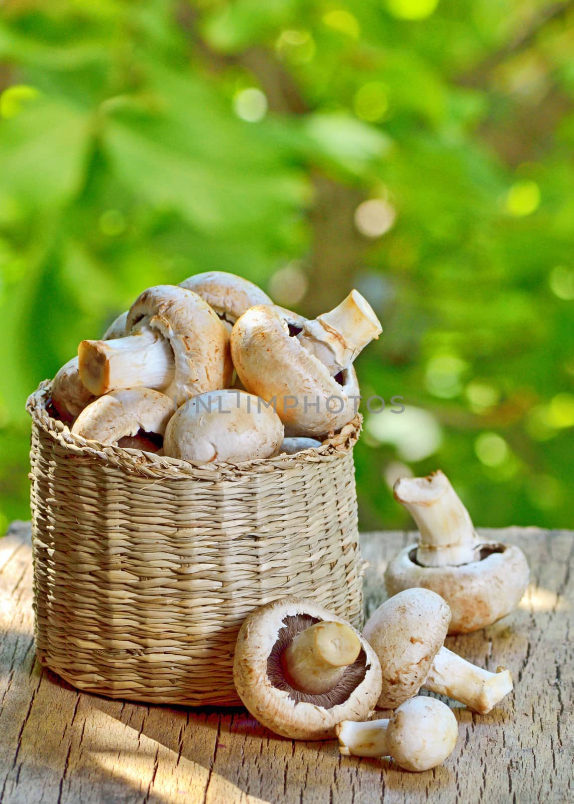 mushrooms in a basket on a wooden background