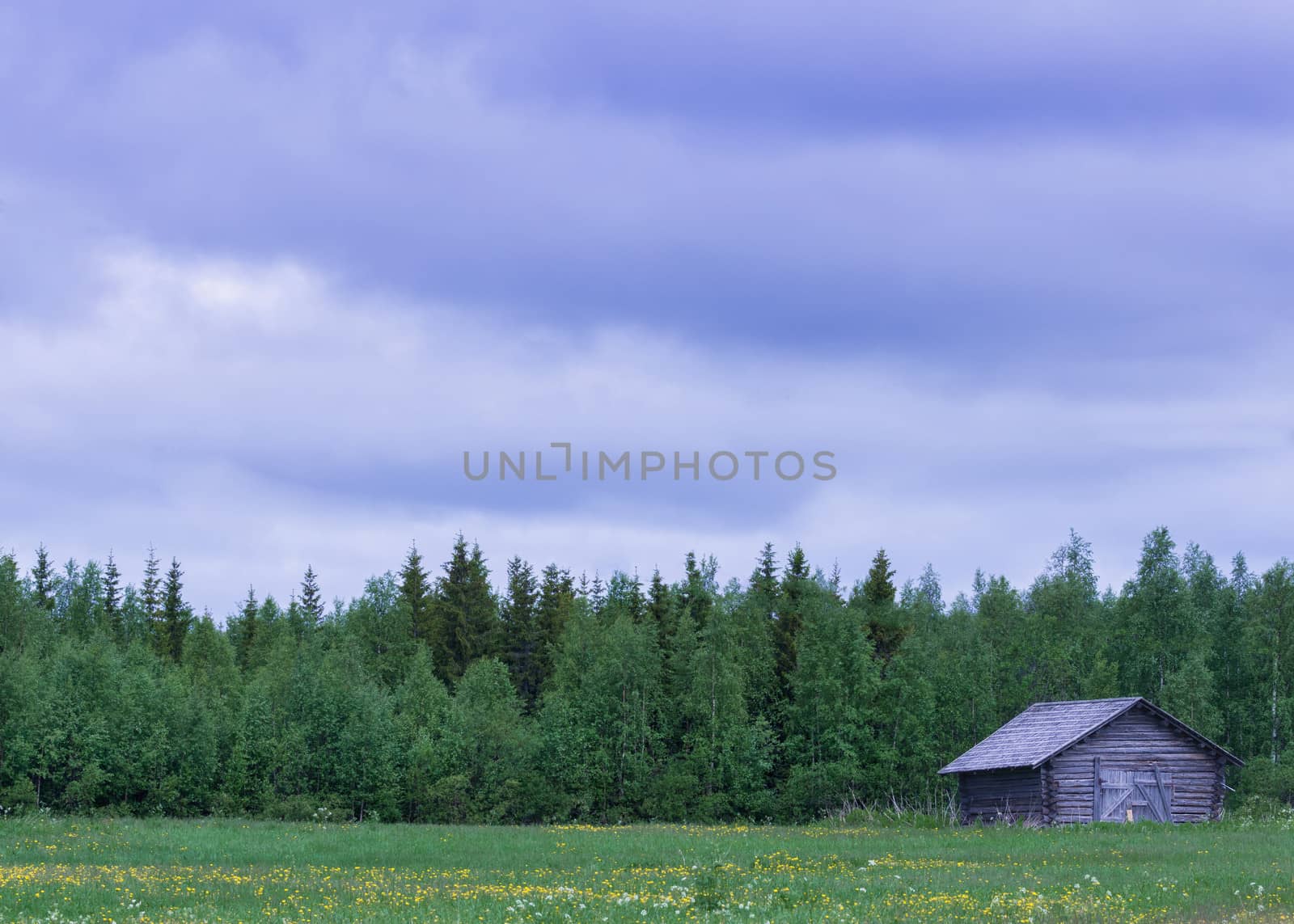 Lapland In Summer: barn on green field with flowers. by Claudine