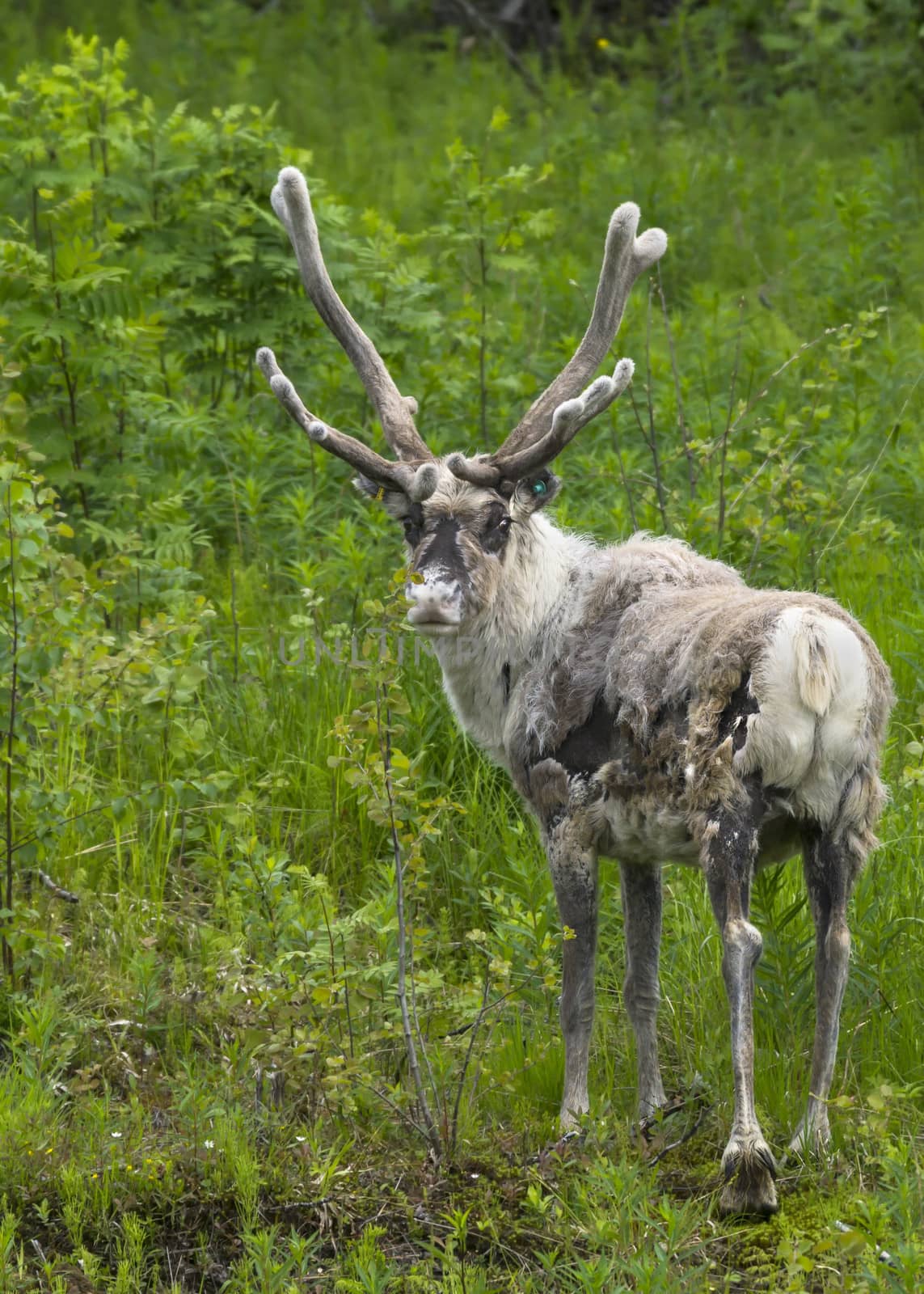 Adult reindeer against green environment in Lapland during summer by Claudine