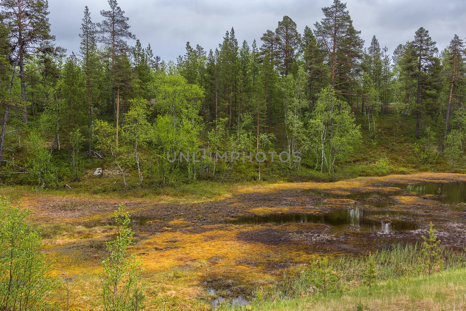Marshland in northern Lapland during summer. by Claudine