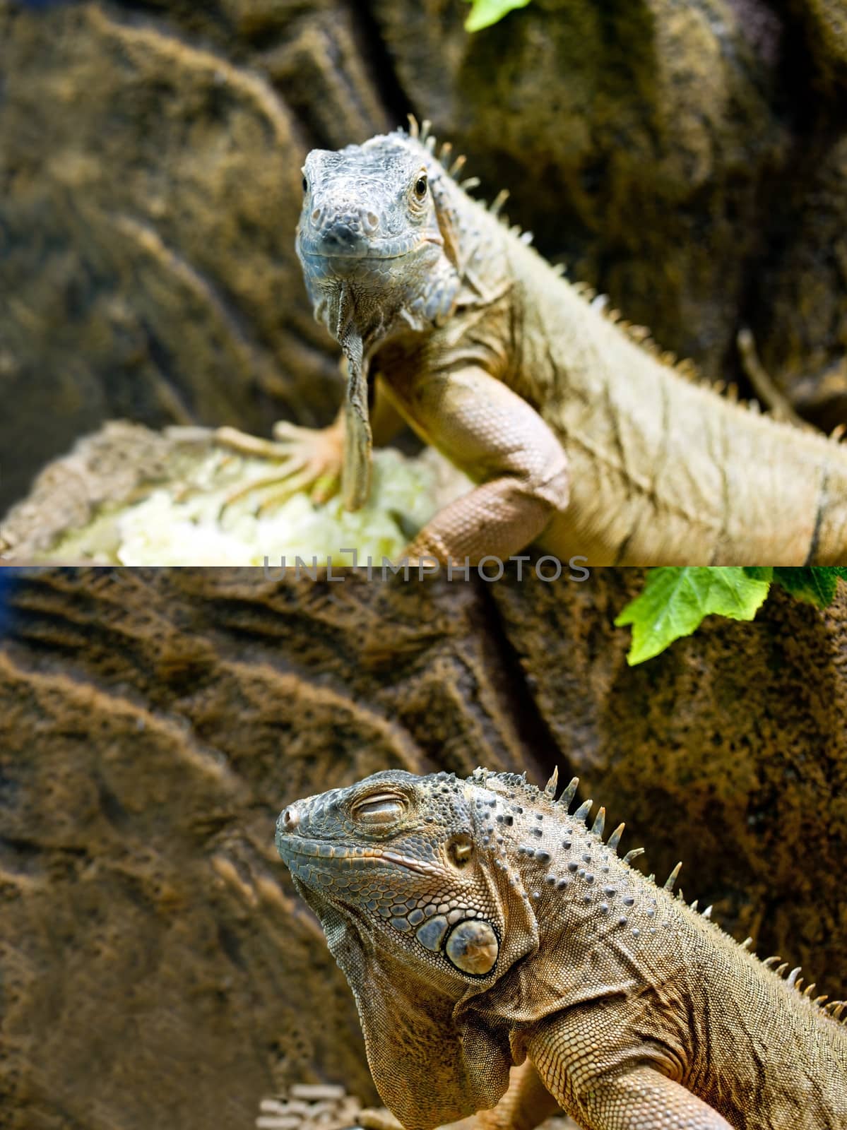 Iguana by Krakatuk