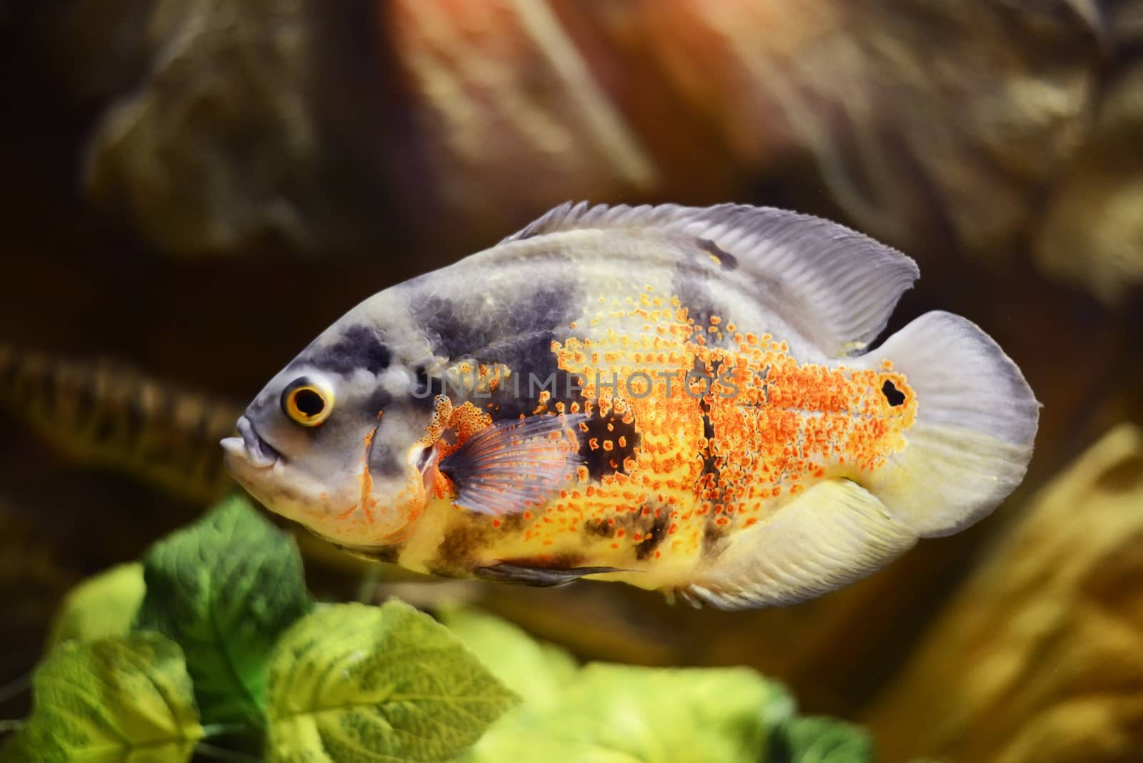 Oscar fish, Astronotus ocellatus, Marble fish in aquarium