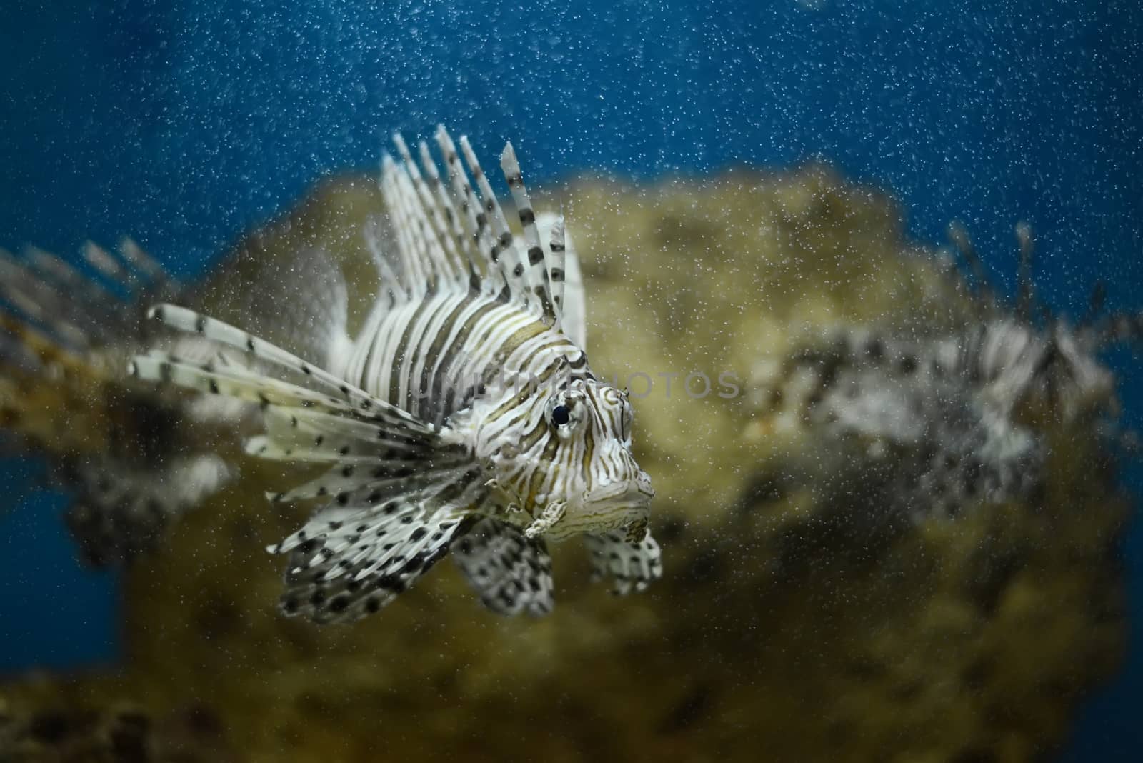 lionfish in aquatank