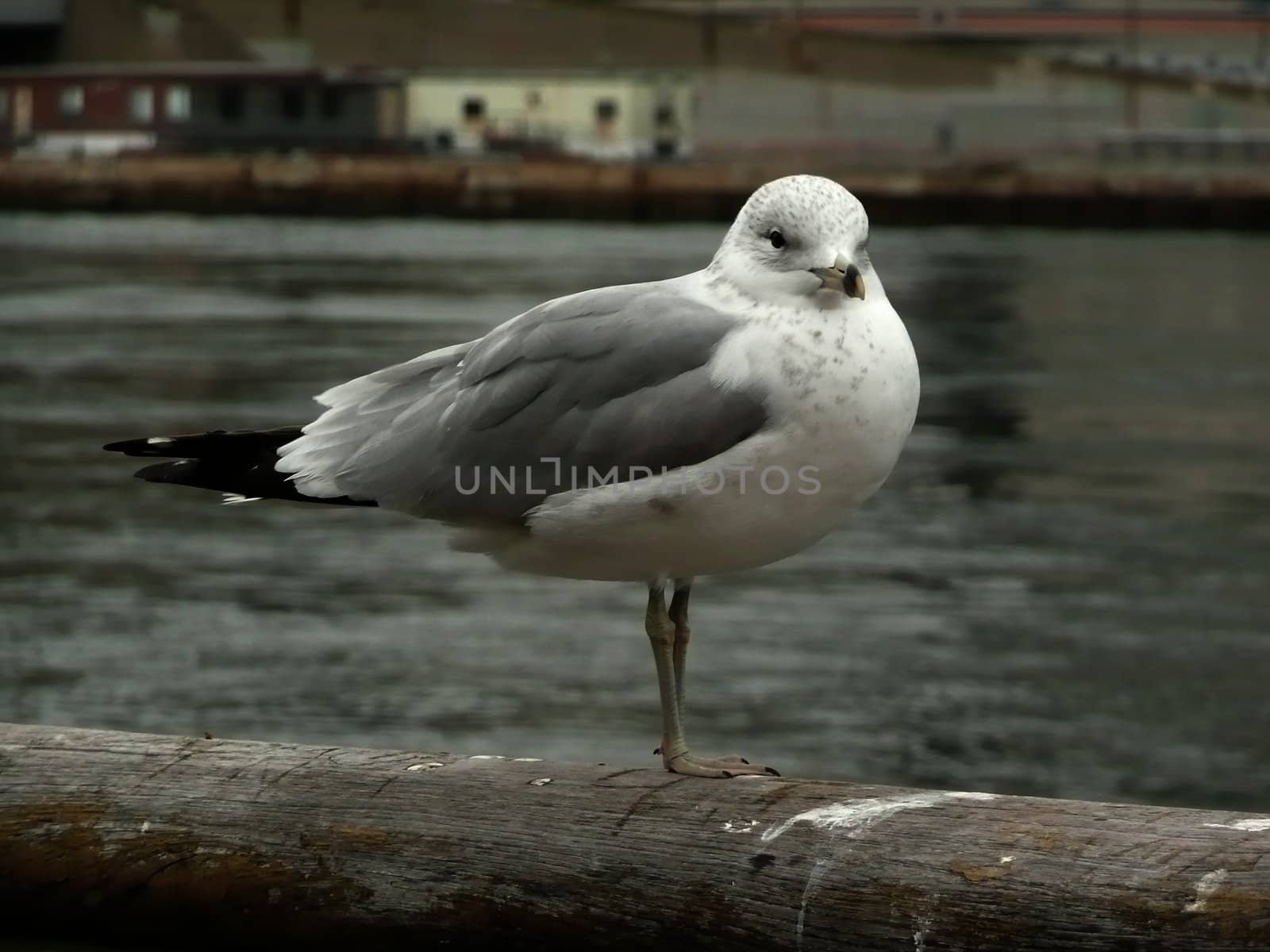 Close-up of a Seagull over the Hudson River, New York, USA