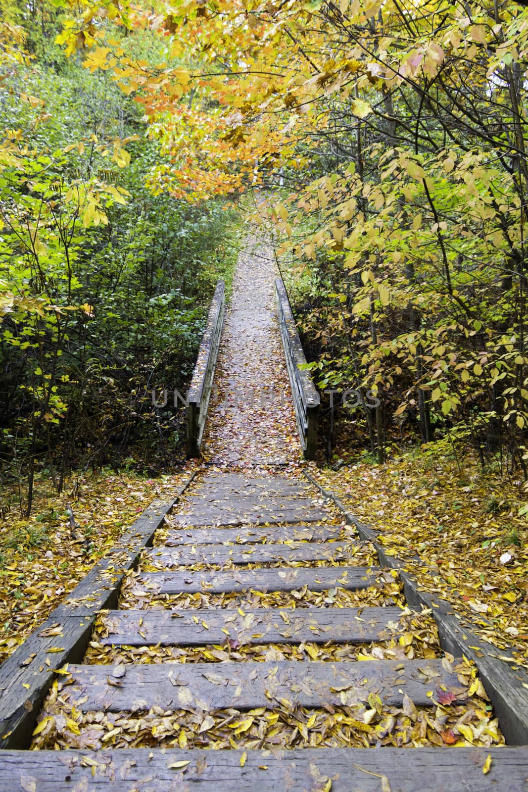 Trail in the forest